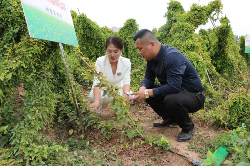 吴总讲山药